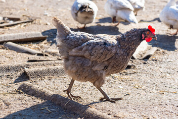 domestic chickens in the farm yard. Homemade meat and feather production. Agriculture, poultry