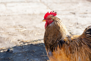 domestic chickens in the farm yard. Homemade meat and feather production. Agriculture, poultry