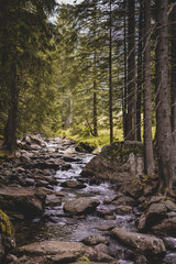 picturesque landscape with a mountain river flowing between the rocks and the pine forest