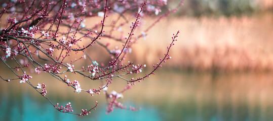 Blossoming cherry tree branches by the river in spring