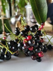 black currant berries