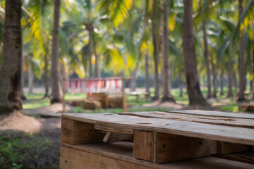 Fototapeta premium Summer field of coconut palm