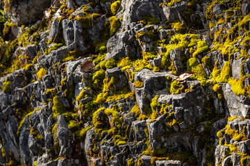 Stonewall Contrast