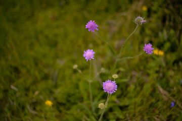 Knautia arvensis, commonly known as field scabious found in the mountain. pink flower in blooming period