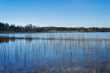 Calm lake with reeds.