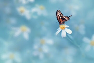 beautiful Butterfly on the flower