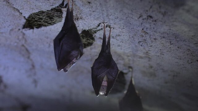 Close up small lesser horseshoe bat group covered by wings, hanging upside down on top of by roots growth arched cellar while hibernating. Wildlife footage. Creatively illuminated blurry background.