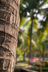 Summer field of coconut palm