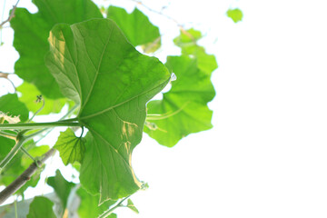 Close up green pumpkin leaf, co2 concept.