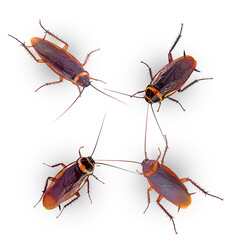 close-up brown cockroachs on a white,isolated (top view)