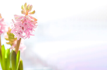 soft pink hyacinth flower on a light background, spring banner