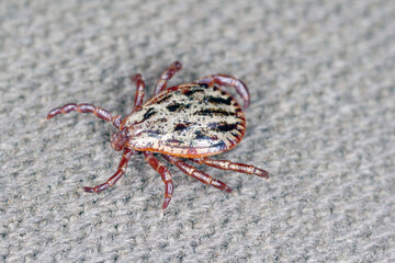 Tick walking on clothes. High magnification.