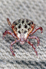 Tick walking on clothes. High magnification.