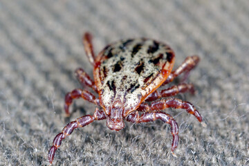 Tick walking on clothes. High magnification.