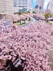 花盛りヨコハマ