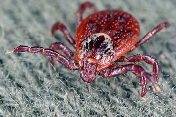Tick walking on clothes. High magnification.