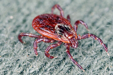 Tick walking on clothes. High magnification.