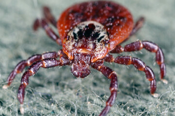 Tick walking on clothes. High magnification.