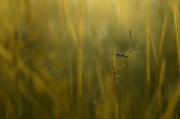 damselfly on the plants