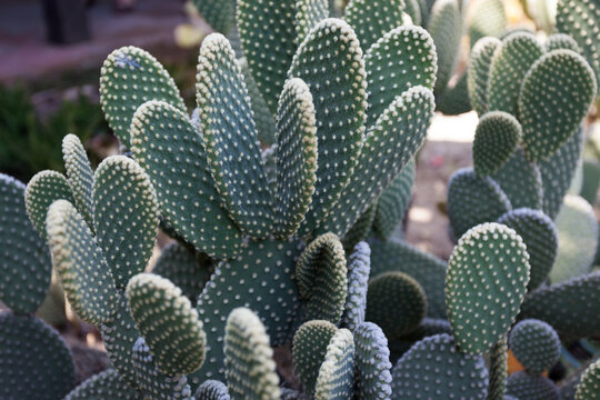 Cacti In Olvera Street Los Angeles