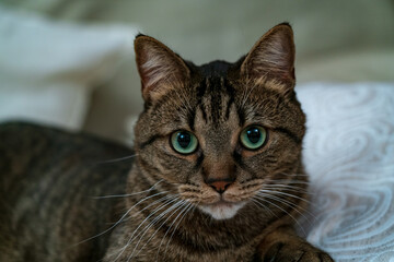Shaky close up, amazing cat