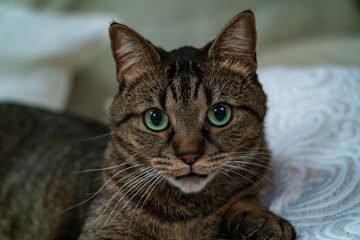 Shaky close up, amazing cat