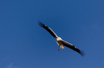 Fototapeta na wymiar White stork in the air with outstretched wings