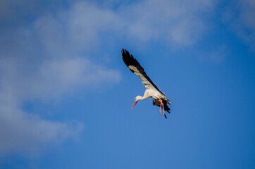 White stork in the air with outstretched wings