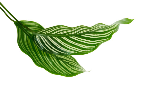 Calathea Vittata leaves, Green leaf with white stripes, Tropical foliage isolated on white background, with clipping path 