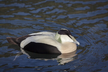 European Eider Duck somateria mollissima mollissima