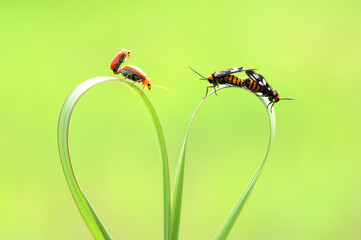 two beetles mating on the stalk