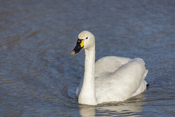Fototapeta premium Whooper Swan cygnus cygnus
