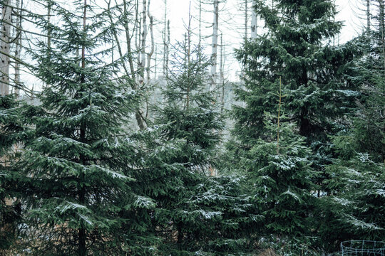 Pine Trees In Forest © oliver henze/EyeEm