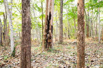 A dry tree in the forest