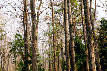 A dry tree in the forest