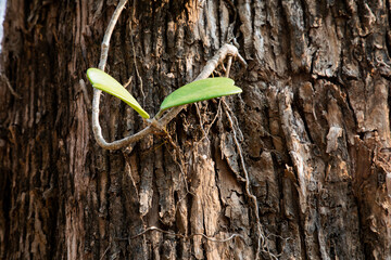 A dry tree in the forest
