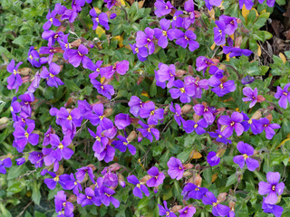 Groundcover of small flowers of Lilacbush, purple or rainbow rock cress (Aubrieta deltoidea)  along a wall in a rock garden