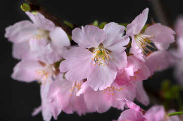 桜　陽光桜