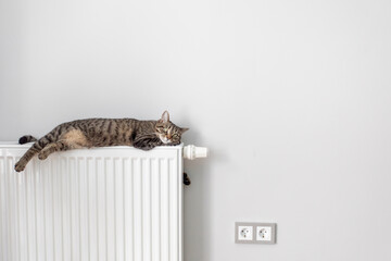 The cat lies on a heating radiator against the background of a gray wall. The cat warms up on the...