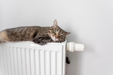 The cat lies on a heating radiator against the background of a gray wall. The cat warms up on the battery
