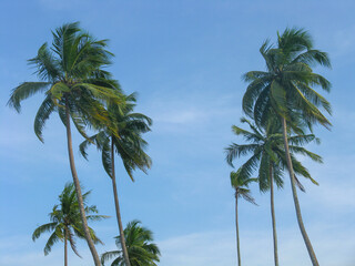 Silhouette of coconut trees on the beach of Port Blair in Andaman and Nicobar Islands India
