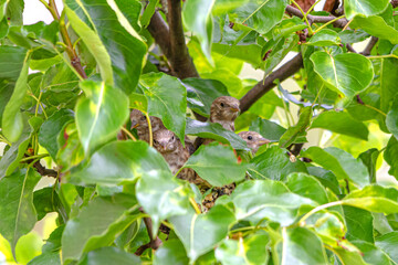 Junge Stieglitze (Distelfinken) im gut getarnten Nest. Sie schauen neugierig in die Welt.