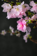 桜　陽光桜　彼岸桜