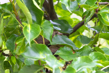 Junge Stieglitze im Nest. Gut versteckt und getarnt.