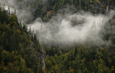 Wolken hängen im herbstlichen Bergwald