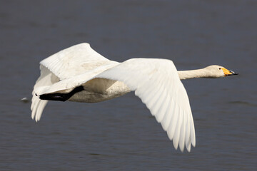 A swan returning from Japan to the northern country.