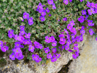 Aubrieta deltoidea or cultorum | Lilacbush, purple or rainbow rock cress. Inflorescence of small flowers with four lavender to deep pink petals
