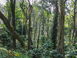 Fototapeta premium Trees with thick undergrowth and weeds and moss in the rain forests 