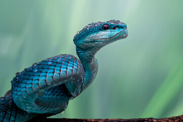 snake viper blue on the wood