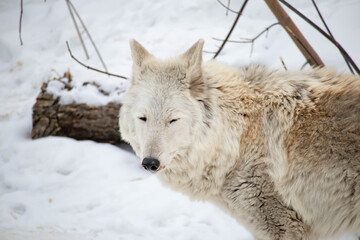 Portrait of a white arctic wolf in the winter forest. An old wolf with a sad look.